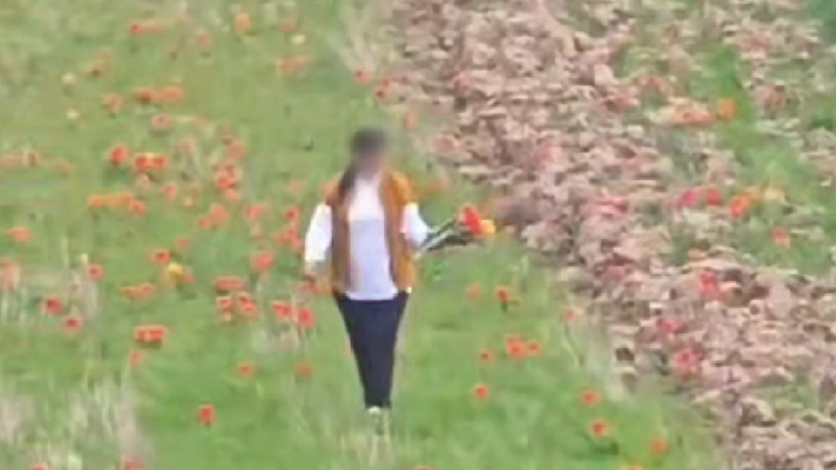 Женщина сорвала цветы Женщина сорвала цветы