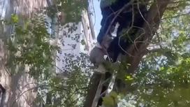 Девушка на дереве в Экибастузе